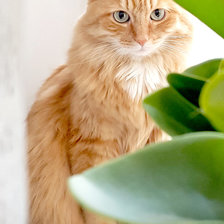 Схема вышивки «кот»