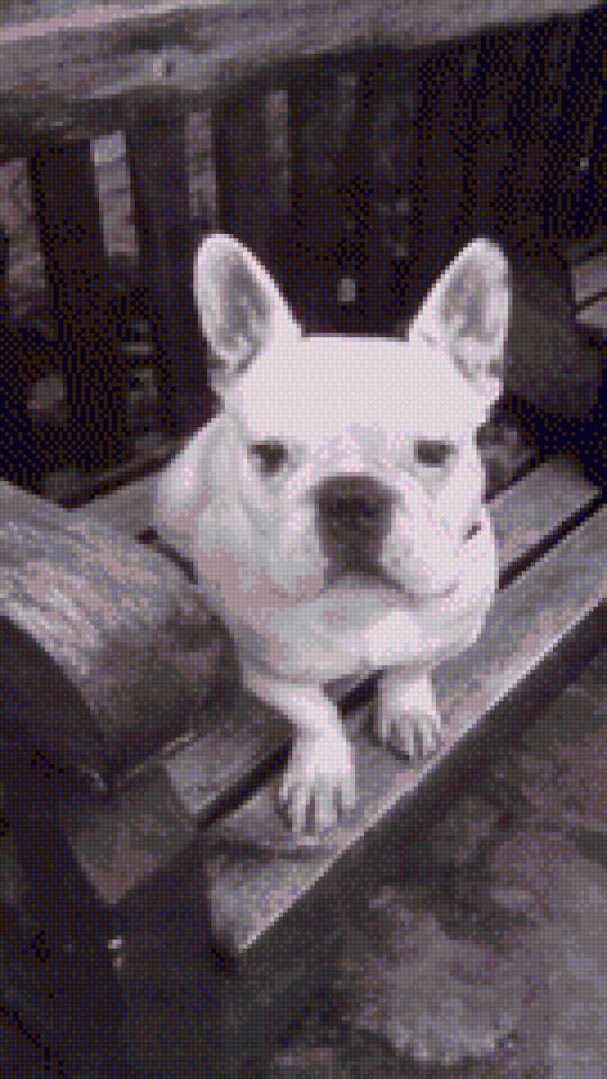 Perro - предпросмотр