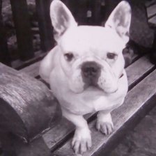 Схема вышивки «Perro»