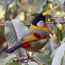 Схема вышивки «птицы»