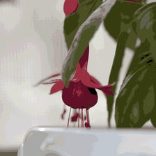 Схема вышивки «фуксия01»