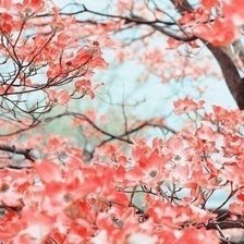 Схема вышивки «сакура»