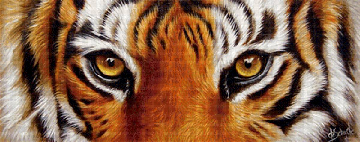 Взгляд тигра - животные, глаза - предпросмотр