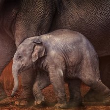 Схема вышивки «Слоненок»