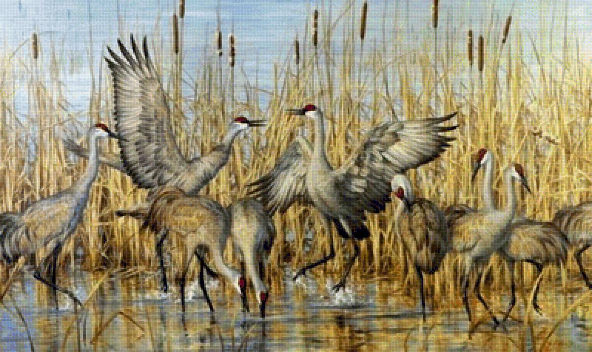 żurawie - предпросмотр