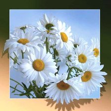 Ромашковая радость