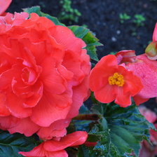 Схема вышивки «begonija»