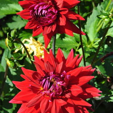 Схема вышивки «jurginai»