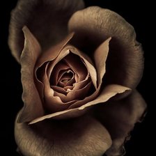 Схема вышивки «roza šokolad»