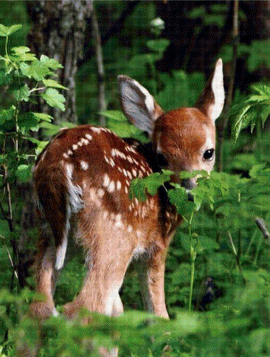 Малыш - животные - предпросмотр