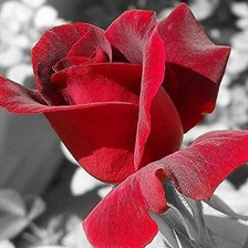 Схема вышивки «№1643743»