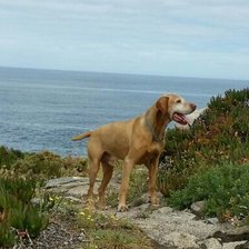 Схема вышивки «Sita2»