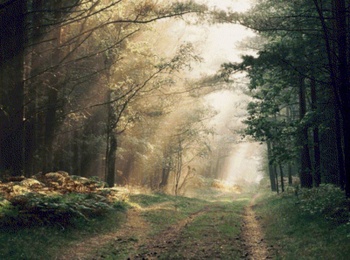 Свет в лесу - предпросмотр