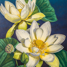 Схема вышивки «кувшинки»