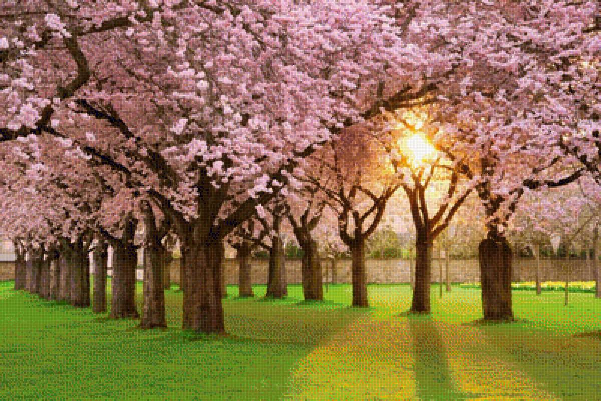 Цветение - предпросмотр