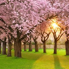 Схема вышивки «Цветение»