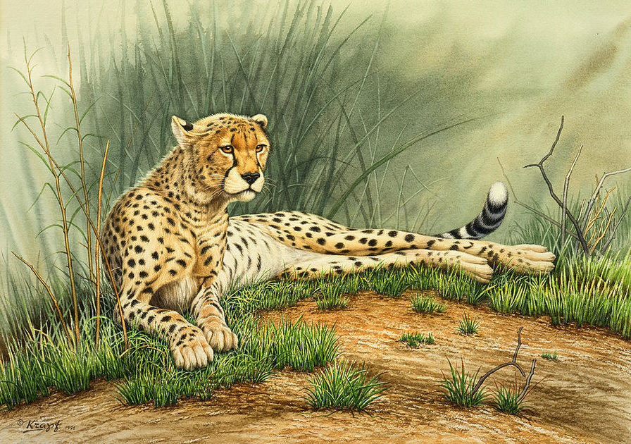 хищник - природа, животные, картина - оригинал