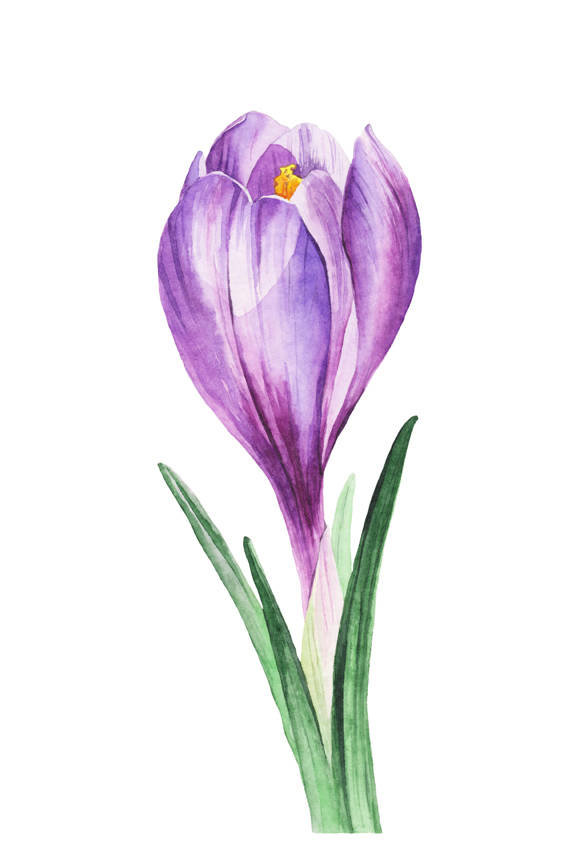 Крокус - цветы, крокус, подснежник - оригинал