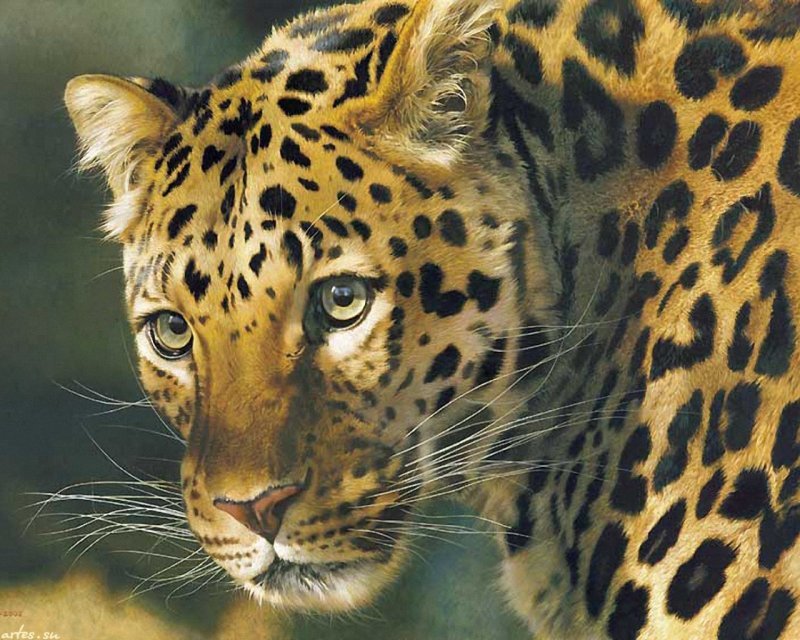 леопард - леопард - оригинал