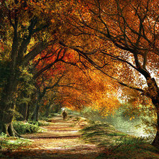 Схема вышивки «Аллея»