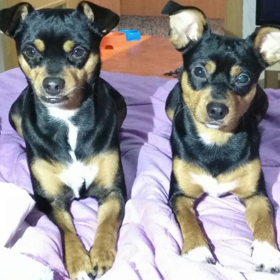 Sandra g - оригинал