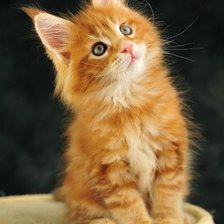 Схема вышивки «Рыжий любимец»