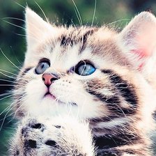 Схема вышивки «Котенок2»