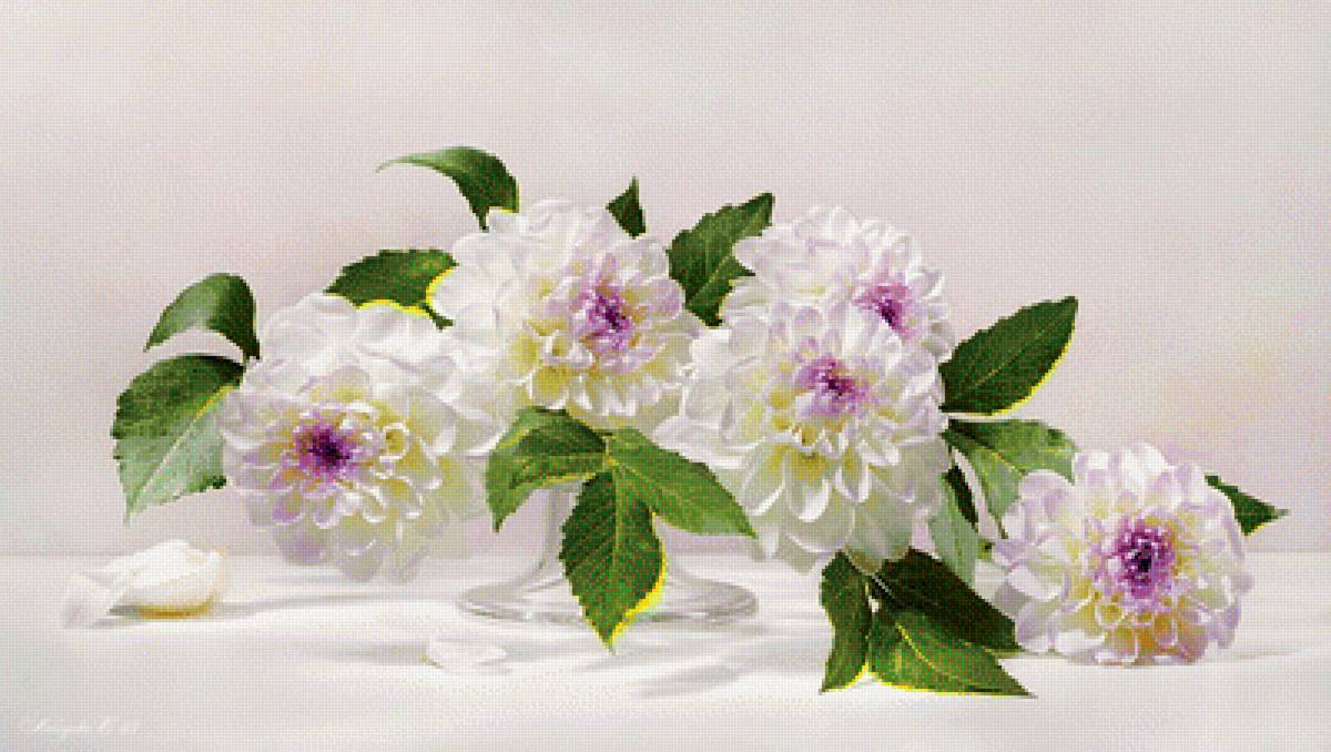 Георгины - предпросмотр