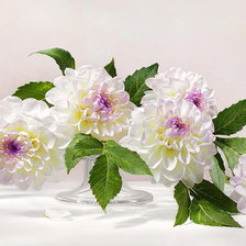 Схема вышивки «Георгины»