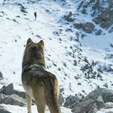 Схема вышивки «Волк»