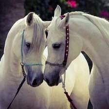 Схема вышивки «№1646923»