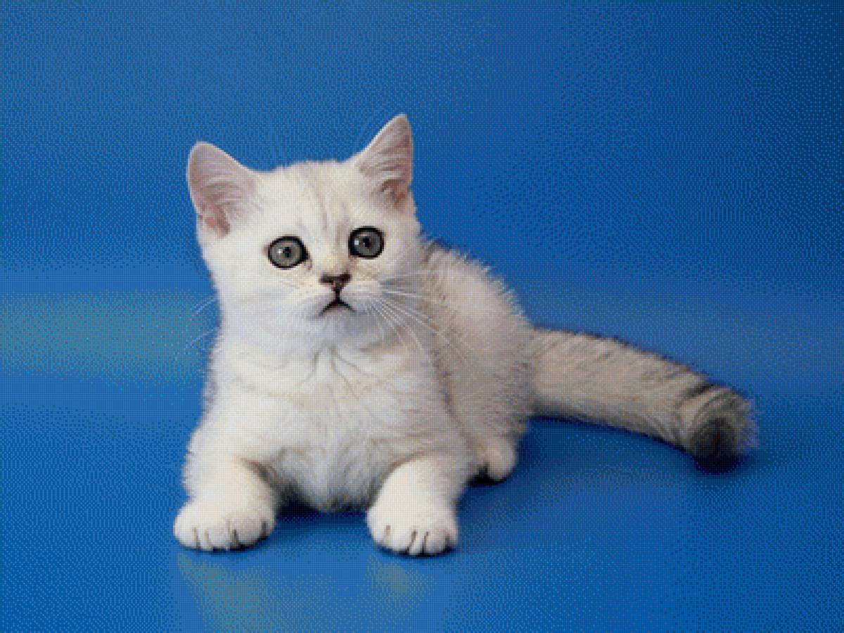 Котёнок - животные, кошки - предпросмотр