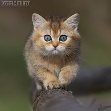 Схема вышивки «26»