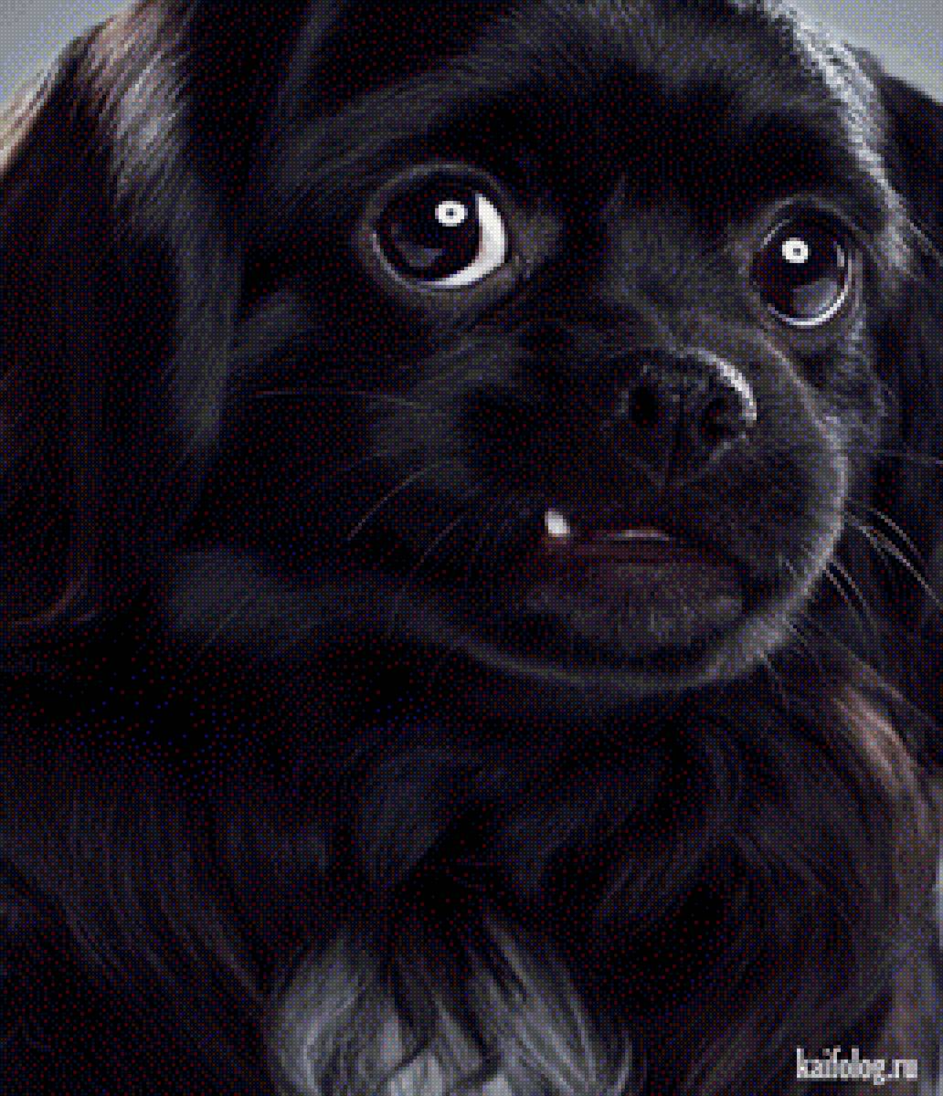 Собачка - предпросмотр