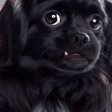 Схема вышивки «Собачка»