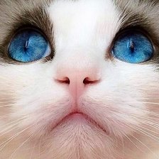 Схема вышивки «31»