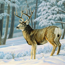 в зимнем лесу