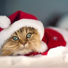 Новогодний котик