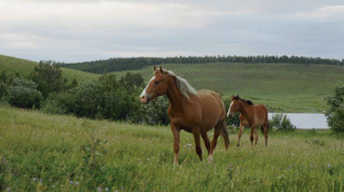 Лошади - лошади, животные - предпросмотр
