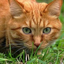 Схема вышивки «Кот»