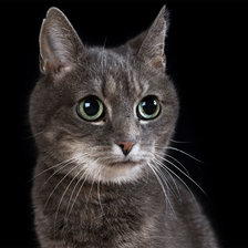 Схема вышивки «Кошка»