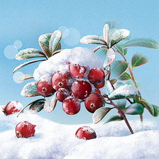 Схема вышивки «клюква»