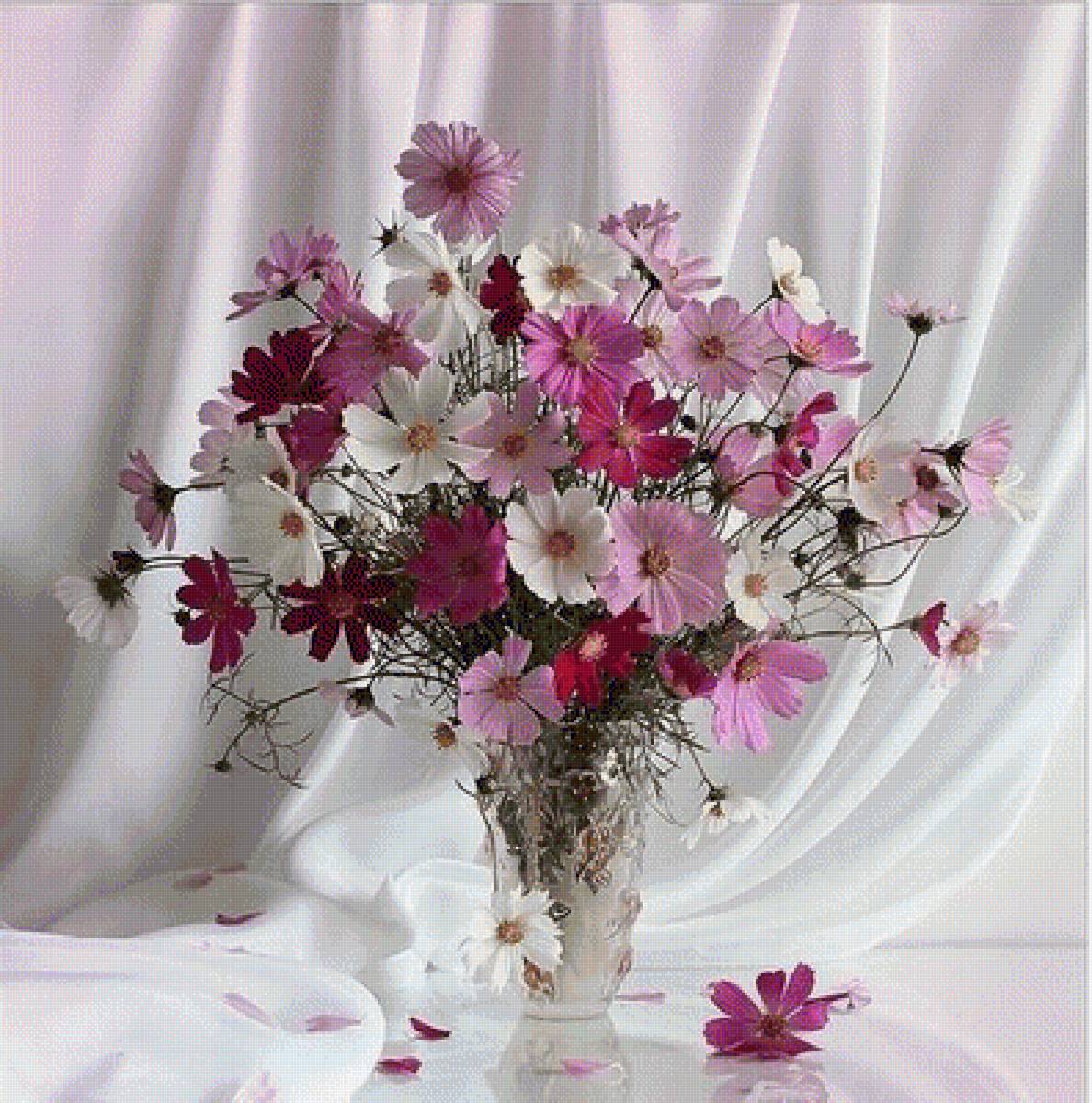 КОСМЕЯ - космея - предпросмотр