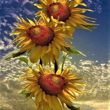 Схема вышивки «ПОДСОЛНУХИ»