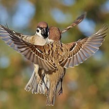 Схема вышивки «В зеркале»