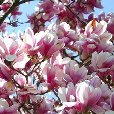 Схема вышивки «МАГНОЛІЇ»