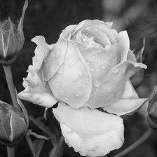 Схема вышивки «№1648265»