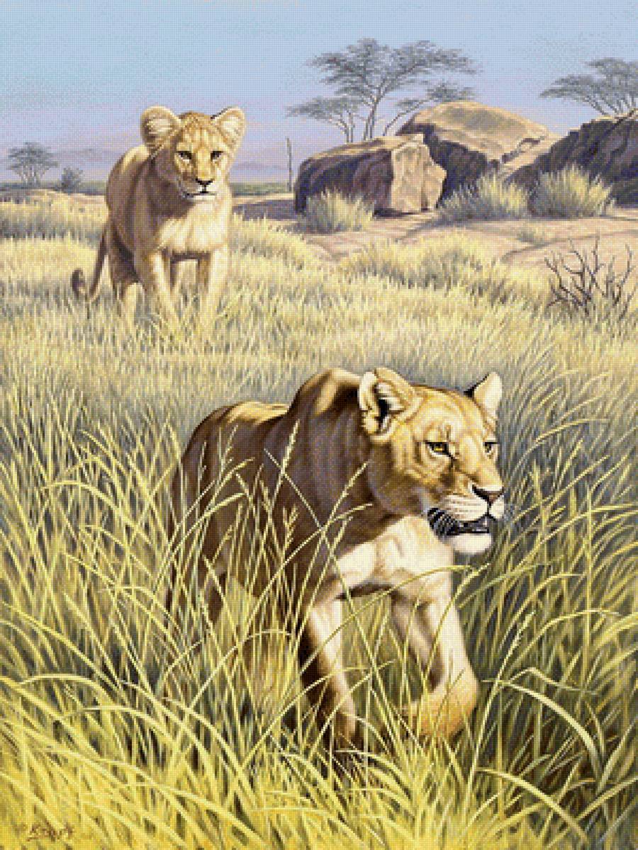 львы - пейзаж, природа, животные - предпросмотр