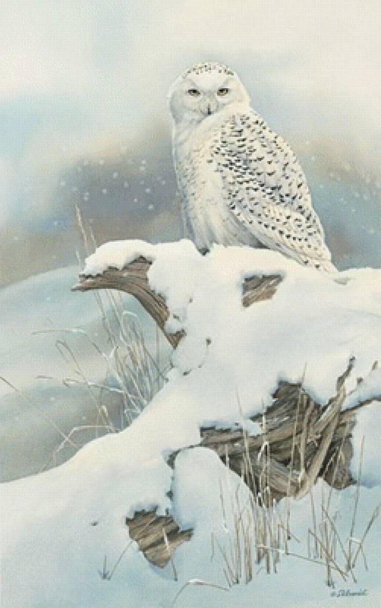 белая сова - природа, зима, пейзаж - предпросмотр