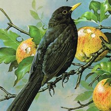 Схема вышивки «птица»